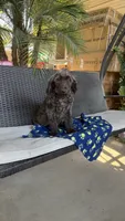 Hershey , a male Labradoodle for sale in Fresno, CA – 3 of 6