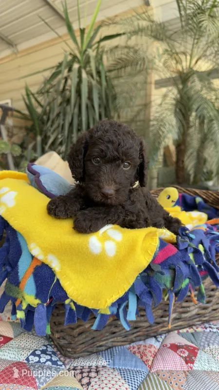 Chocodoodle – Labradoodle puppy for sale in Fresno, CA