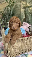 Copper, a male Labradoodle for sale in Fresno, CA – 2 of 6