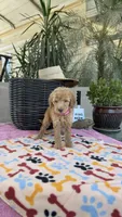 F1b Goldy, a female Bordoodle for sale in Fresno, CA – 5 of 8