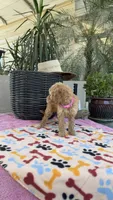 F1b Goldy, a female Bordoodle for sale in Fresno, CA – 3 of 8