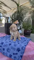 F1b Creamy, a male Bordoodle for sale in Fresno, CA – 3 of 6