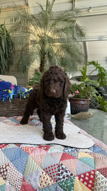 Brownsy – Labradoodle puppy for sale in Fresno, CA