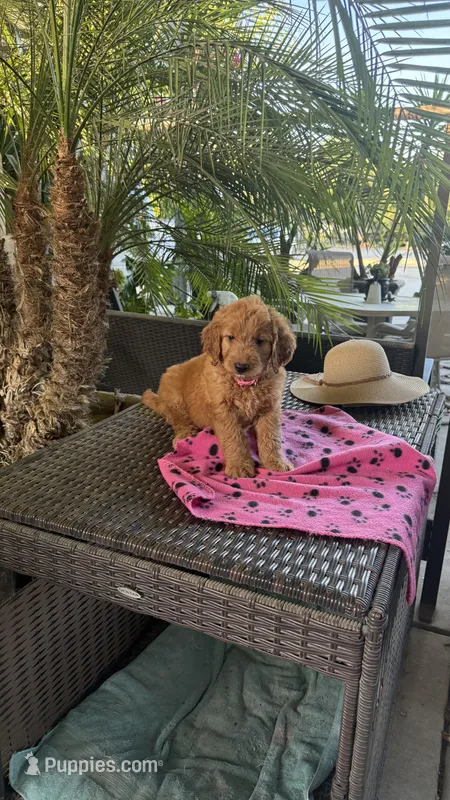 Goldy – Goldendoodle puppy for sale in Fresno, CA