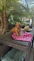 Goldy, a female Goldendoodle for sale in Fresno, CA – 1 of 6