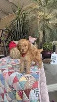 Goldilocks , a female Labradoodle for sale in Fresno, CA – 5 of 6