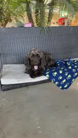 Hershey , a male Labradoodle for sale in Fresno, CA – 5 of 6