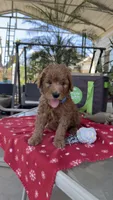 Red, a male Goldendoodle for sale in Fresno, CA – 3 of 4