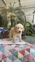 Creamy , a male Labradoodle for sale in Fresno, CA – 2 of 4