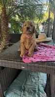 Goldy, a female Goldendoodle for sale in Fresno, CA – 3 of 6