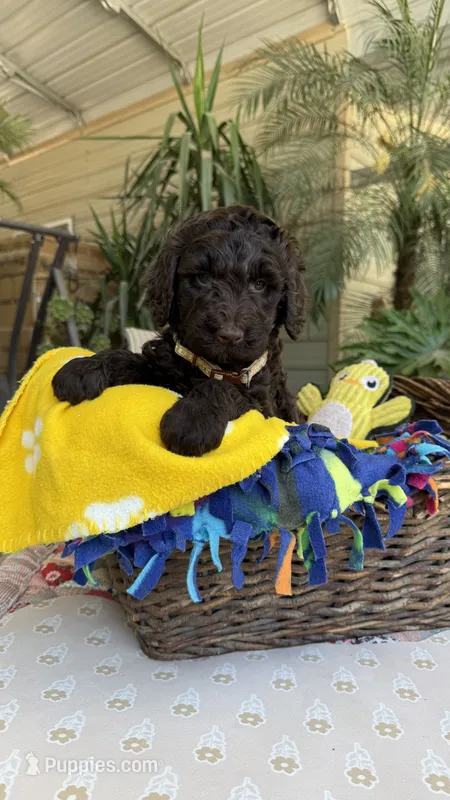 Sachis – Labradoodle puppy for sale in Fresno, CA