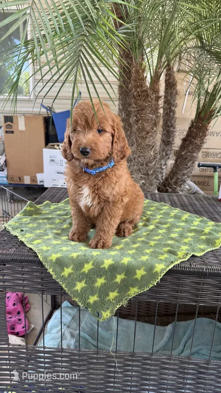 Red – Goldendoodle puppy for sale in Fresno, CA