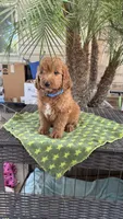 Red, a male Goldendoodle for sale in Fresno, CA – 1 of 6