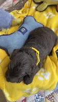 Chocodoodle, a female Labradoodle for sale in Fresno, CA – 3 of 5