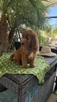 Red, a male Goldendoodle for sale in Fresno, CA – 3 of 6