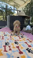 F1b Goldy, a female Bordoodle for sale in Fresno, CA – 4 of 8