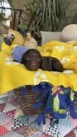 F1b Merly, a female Bordoodle for sale in Fresno, CA – 7 of 8