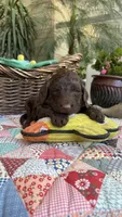 Brownsy, a male Labradoodle for sale in Fresno, CA – 2 of 6