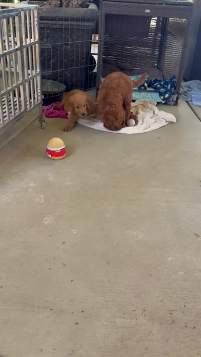 Red, a male Goldendoodle for sale in Fresno, CA – 6 of 6