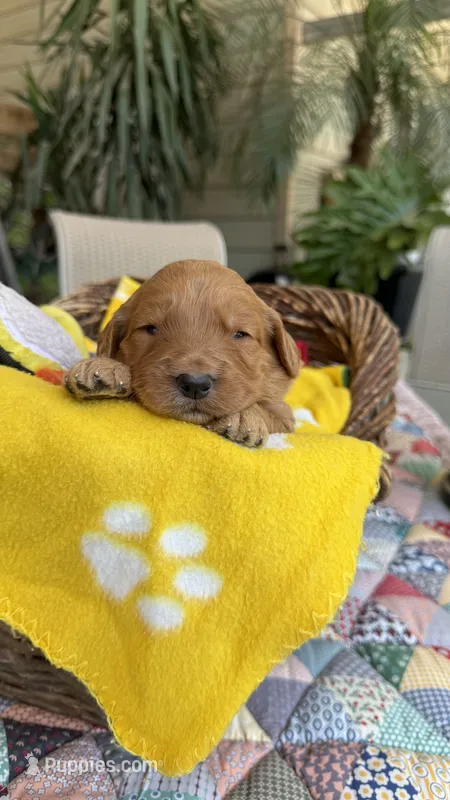 Goldy, a  Goldendoodle for sale in Fresno, CA – 1 of 6