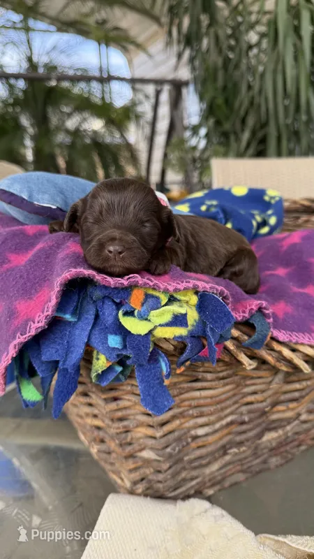 Hershey, a female Labradoodle for sale in Fresno, CA – Photo 1 of 3