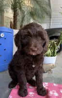 Hershey, a female Labradoodle for sale in Fresno, CA – Photo 1 of 5