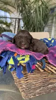Hershey, a female Labradoodle for sale in Fresno, CA – Photo 3 of 3