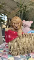 Goldilocks , a female Labradoodle for sale in Fresno, CA – 1 of 6