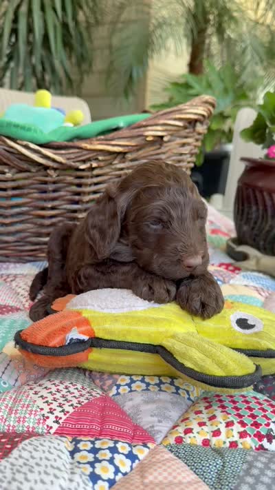 Brownsy, a male Labradoodle for sale in Fresno, CA – 6 of 6