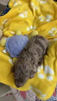 F1b Merly, a female Bordoodle for sale in Fresno, CA – 3 of 8