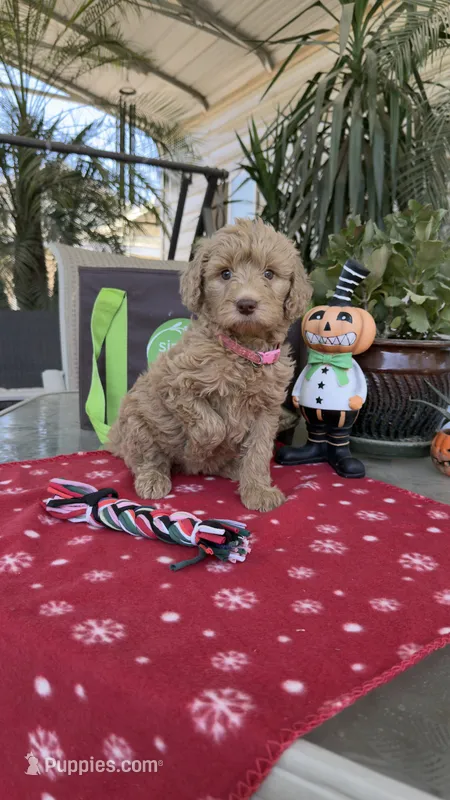 Creamy  – Goldendoodle puppy for sale in Fresno, CA