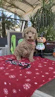 Creamy , a female Goldendoodle for sale in Fresno, CA – 1 of 5