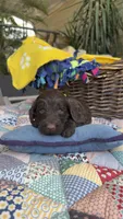 Chocodoodle, a female Labradoodle for sale in Fresno, CA – 1 of 5