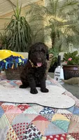 Sachis, a female Labradoodle for sale in Fresno, CA – 3 of 4