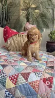 Goldilocks , a female Labradoodle for sale in Fresno, CA – 4 of 6