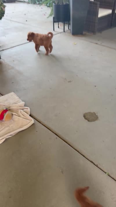 Radish , a female Goldendoodle for sale in Fresno, CA – 5 of 5