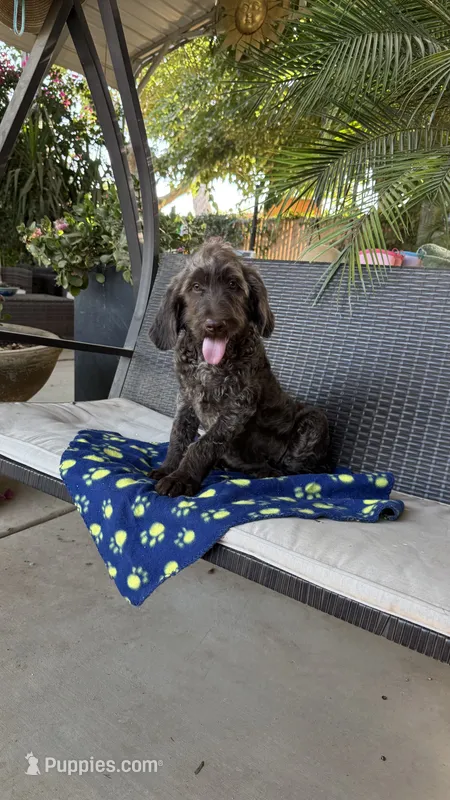 Hershey  – Labradoodle puppy for sale in Fresno, CA