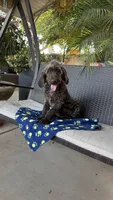 Hershey , a male Labradoodle for sale in Fresno, CA – 1 of 6