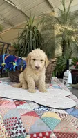 Creamy , a male Labradoodle for sale in Fresno, CA – 3 of 4