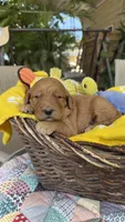 Goldy, a  Goldendoodle for sale in Fresno, CA – 2 of 6
