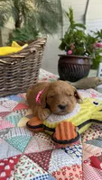 Goldy, a  Goldendoodle for sale in Fresno, CA – 3 of 6