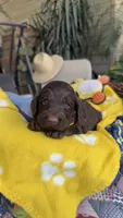 Chocodoodle, a female Labradoodle for sale in Fresno, CA – 4 of 5