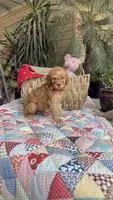 Goldilocks , a female Labradoodle for sale in Fresno, CA – 2 of 6