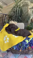 Chocodoodle, a female Labradoodle for sale in Fresno, CA – 2 of 5