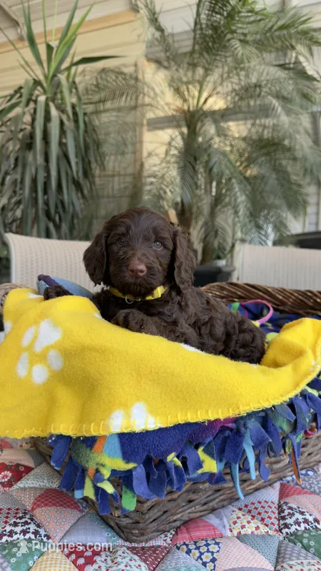 Chocodoodle – Labradoodle puppy for sale in Fresno, CA