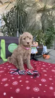Creamy , a female Goldendoodle for sale in Fresno, CA – 3 of 5