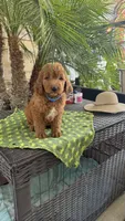 Red, a male Goldendoodle for sale in Fresno, CA – 5 of 6
