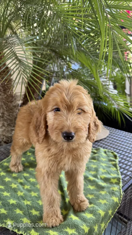 Goldy – Goldendoodle puppy for sale in Fresno, CA