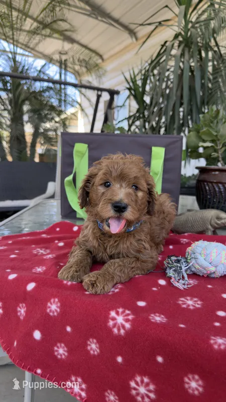 Red – Goldendoodle puppy for sale in Fresno, CA