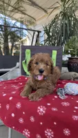 Red, a male Goldendoodle for sale in Fresno, CA – 1 of 4